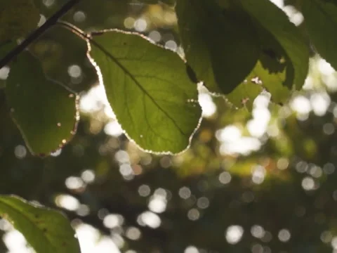 Forest, meadow, autumn Stock-Footage 42805272