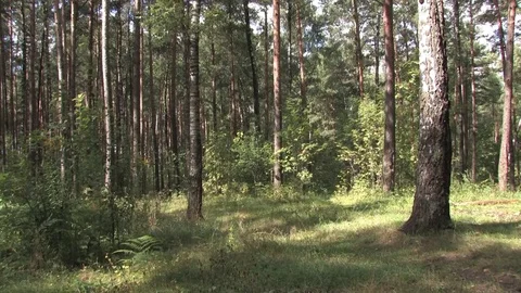 Forest meadow, coniferous forest, Sunny day Video stock 80611476