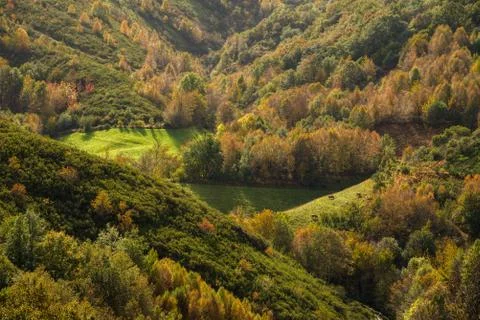 Forest meadow with cows Stock Photos