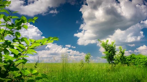 Forest Meadow. Stock Footage 109303206