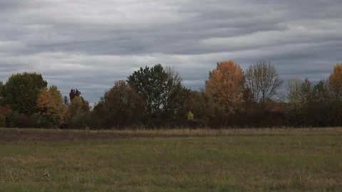 Forest meadow Stock Footage 166560167