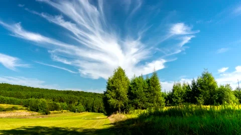Forest meadow. Stock Footage 169397412