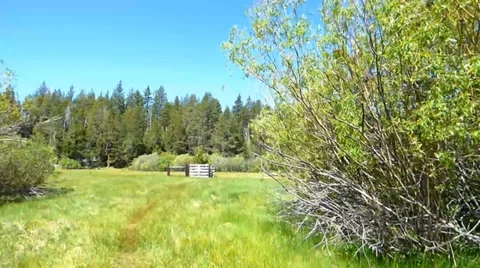 Forest Meadow Gate Video stock 39386159