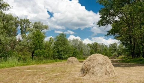 Forest meadow with haystacks Stock Photos
