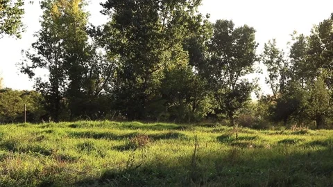 Forest meadow mosquito Stock Footage 166892820