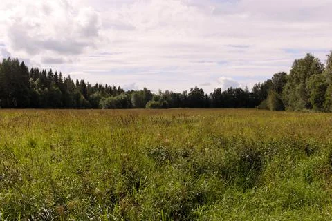 Forest meadow Stock Photos