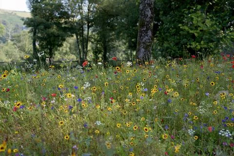 Forest Meadow Stock Photos