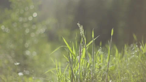 Forest Meadow in Spring Stock Footage 238856240