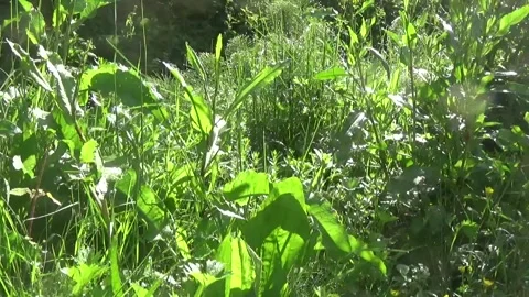 Forest meadow with wild plants Vídeos de archivo 309795349