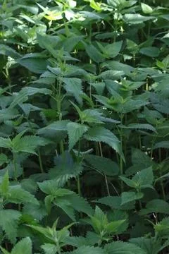 Forest medicinal nettle. Stock Photos