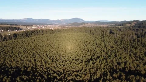 Forest Meets Horizon Video stock 221360923