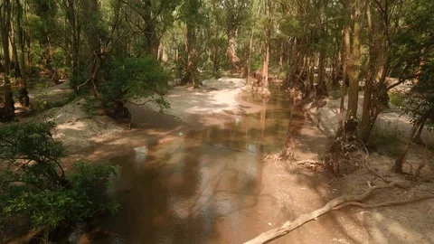Forest of the mekong 1 Stock Footage 148084475