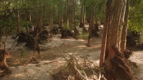 Forest of the mekong 2 Stock Footage 148084536