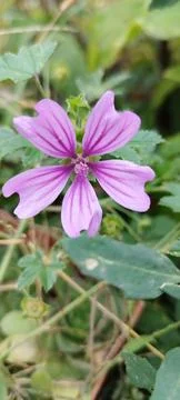 Forest mellow flower close up 스톡 사진