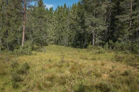 Forest mere in colors Stock Photos