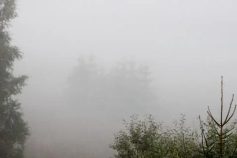 Forest merges into the mist. Stock Photos