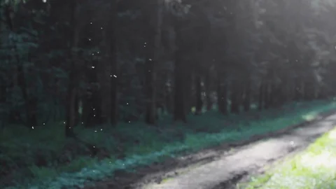 Forest midges  mosquitos nature  insect Stock Footage 108207962