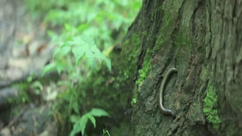 Forest, a millipede on a tree. strange bug. Stock Footage 243371300