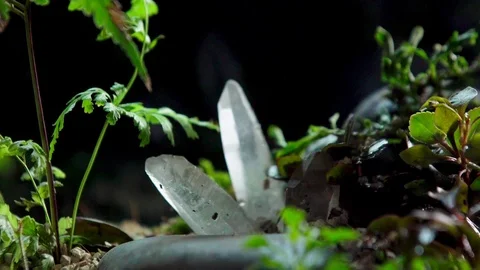 Forest Mini Macro Bury01 1 Stock Footage 91924677