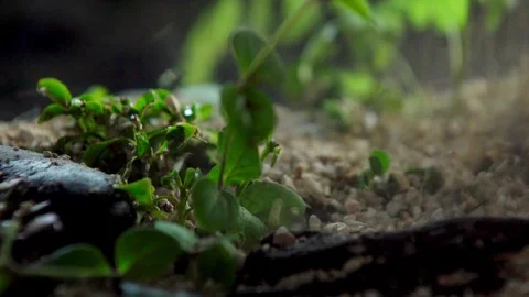 Forest Mini Macro Bury02 1 Stock Footage 91924712