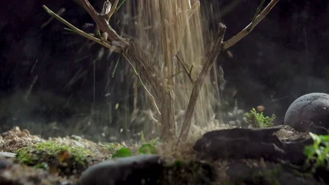 Forest Mini Macro Bury03 1 Stock Footage 91924730
