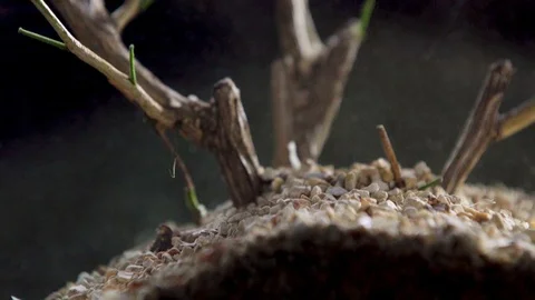 Forest Mini Macro Bury06 1 Stock Footage 91924763