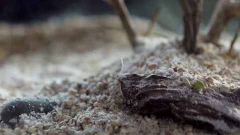 Forest Mini Macro Bury07 1 Stock Footage 91925056