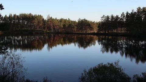 Forest mirrored in a still lake 库存影片 89979930