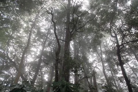 Forest mist is applied Stock Photos