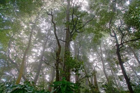 Forest mist is applied Stock Photos