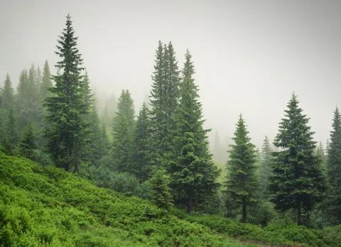 Forest in the mist as a background Stock Photos
