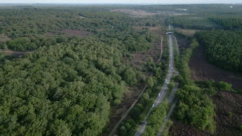 Forest with mist in the Netherlands drone view Stock Footage 249074755