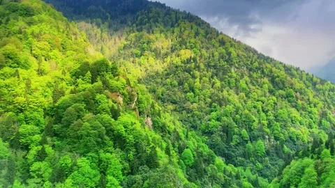 Forest mist, over the river and scenic road through the forest. Rize, Black Sea Stock Footage 196119688