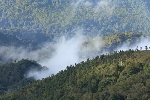 Forest in the mist Stock-Fotos