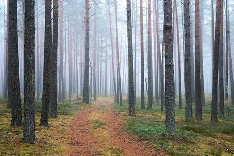 Forest with mist Stock Photos
