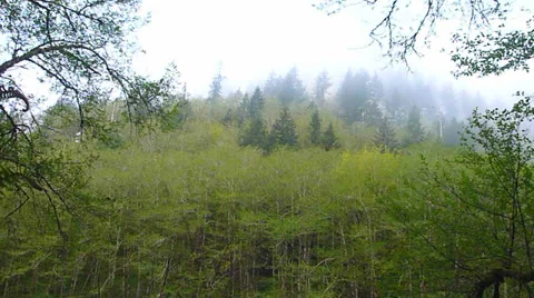 Forest Mist Time Lapse Stock Footage 22899376