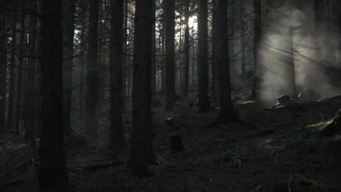 Forest Mist Timelapse Footage, After Fire Stock Footage 144367883