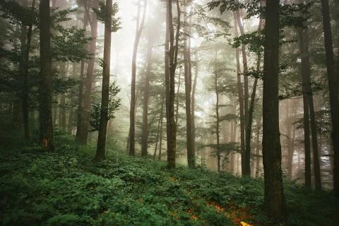 Forest mist trees fall 写真素材