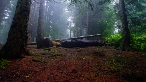 Forest mist in a vale during rain Stock Footage 242445938