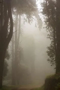 Forest in misty day Stock Photos