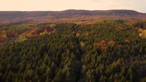 A forest of mixed deciduous and coniferous trees in the autumn Stock Footage 162931979