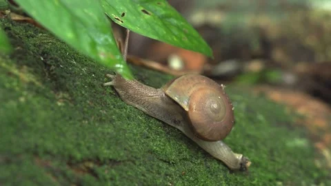 Forest Mollusk Exploring Surface in Humid Jungle Stock-Footage 334990740