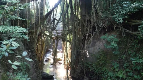 Forest In Monkey Forest Ubud, Bali. Part 1 Of 2 Videos. Stock Footage 98605824