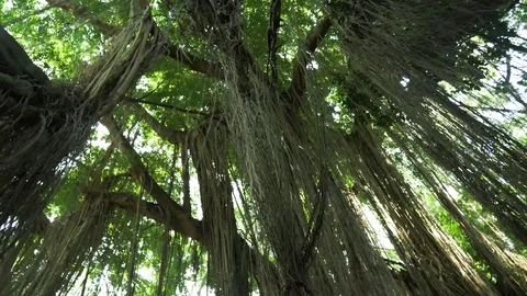 Forest In Monkey Forest Ubud, Bali. Part 2 Of 2 Videos. Stock Footage 98605854