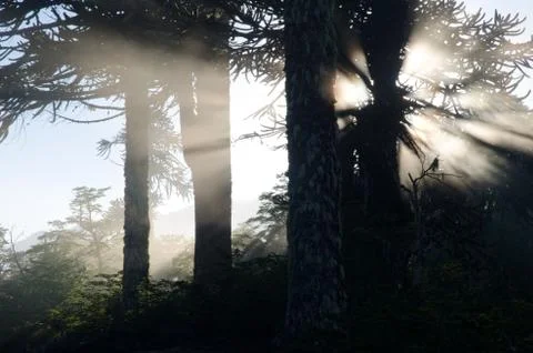 Forest of monkey puzzle tree backlighting at dawn. Stock Photos
