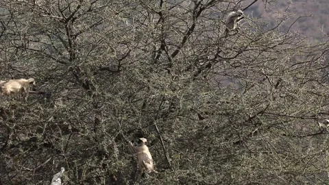 Forest monkeys on tree and eating leafs. Video stock 170122236