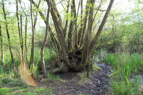 Forest Monster Stock Photos
