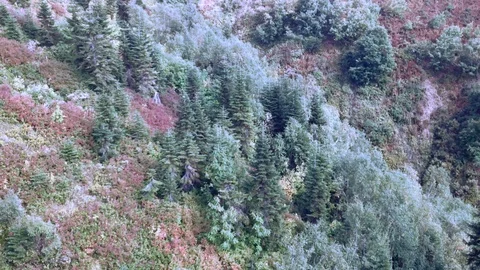 Forest in Montains Vídeos de archivo 90902043