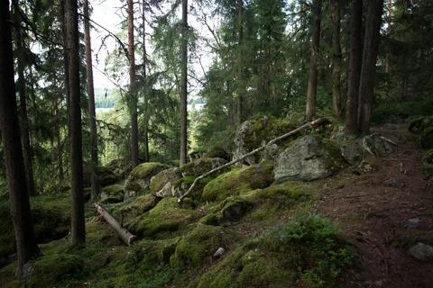 Forest mood Stock Photos