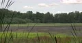 Forest moor landscape in summer season nature reserve 4k or 4k+ Resolution